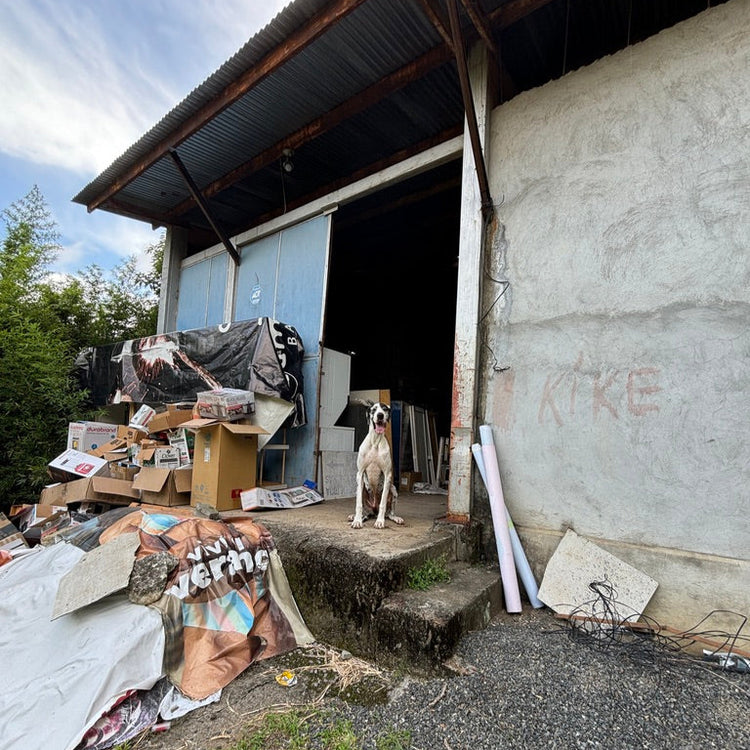 Dog standing on a concrete step outside a dilapidated building with scattered debris.