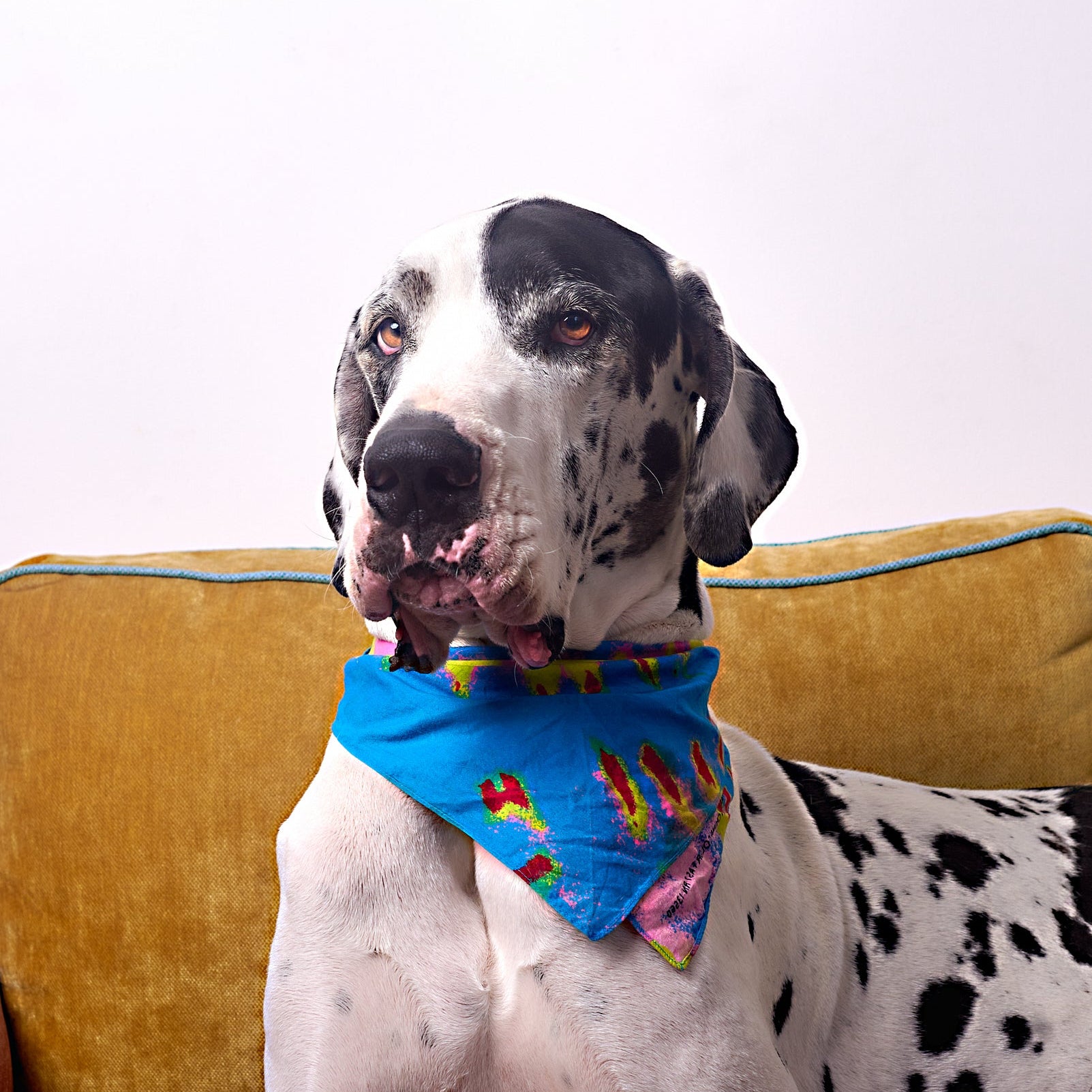 Dog wearing a colorful bandana sitting on a yellow couch with a white background